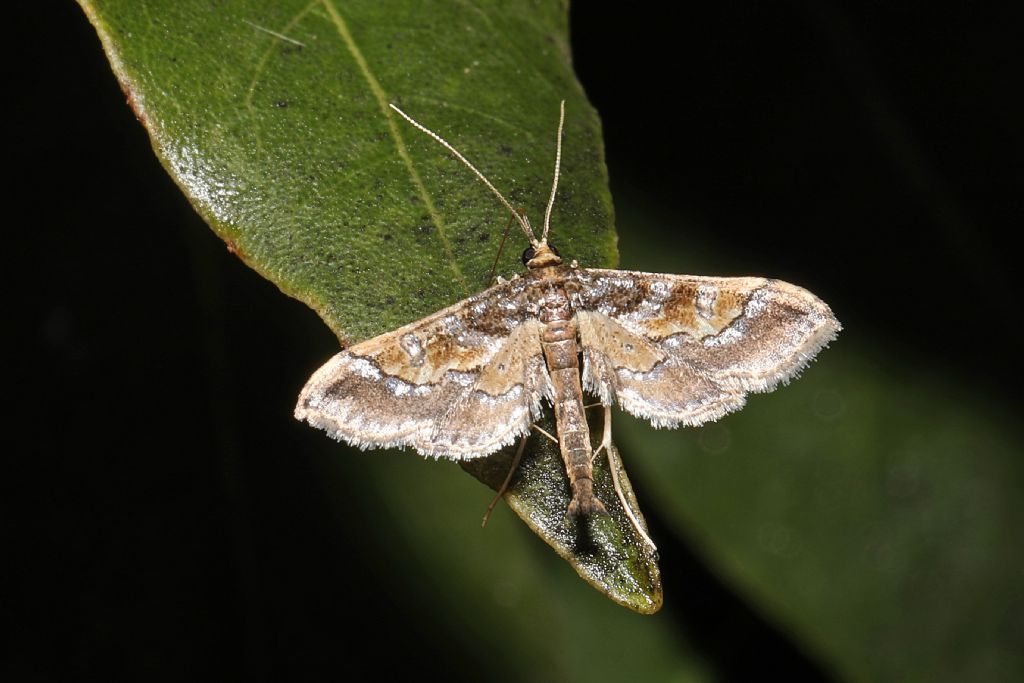 Pyraloidea Sicilia: Hydriris ornatalis - Crambidae